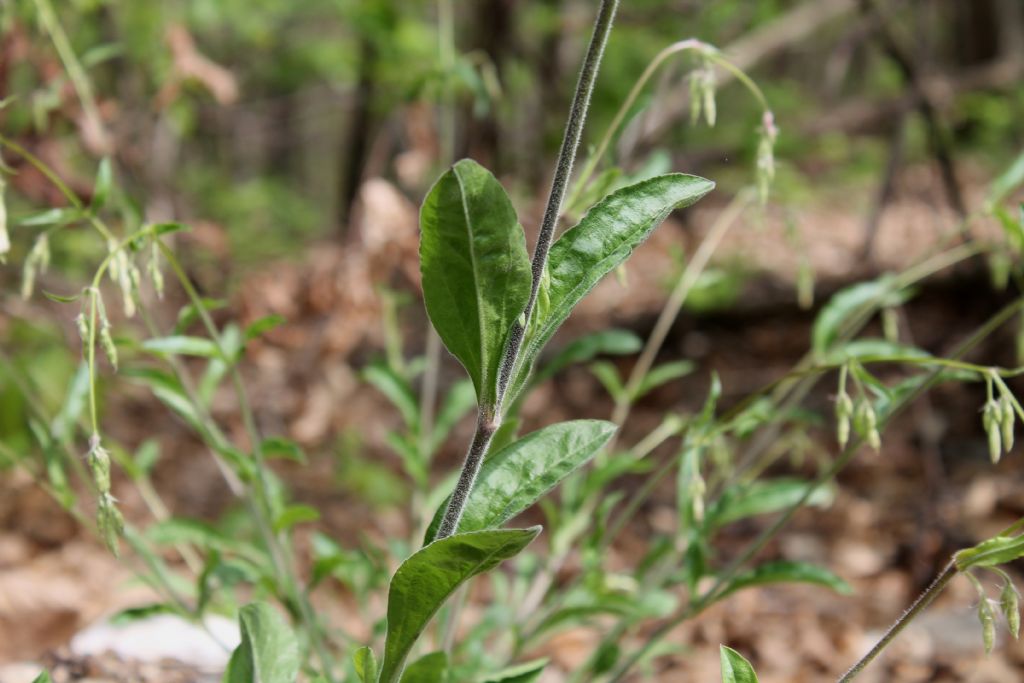 Silene nutans